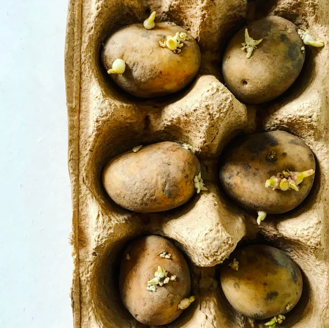 Aardappelen kweken: dat kan prima in een zak! - C'est la vie for you