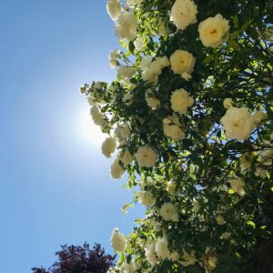 rozen