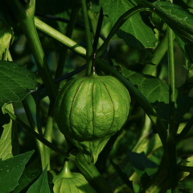 Tomatillo