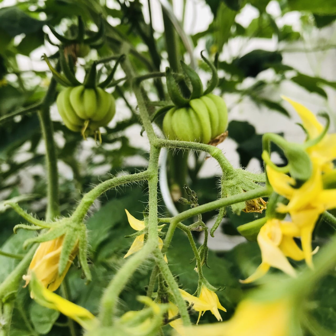 Tomatenplanten snoeien